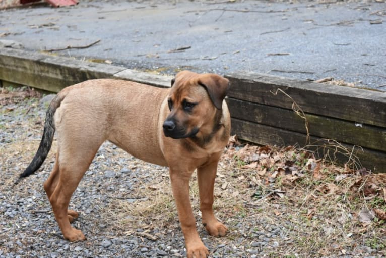 Lucy Lu, a Boerboel and Rottweiler mix tested with EmbarkVet.com