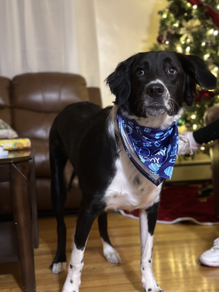 Tito, an American Pit Bull Terrier and English Springer Spaniel mix tested with EmbarkVet.com