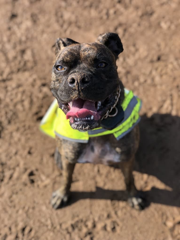 Ozzy, a Boxer and American Bulldog mix tested with EmbarkVet.com