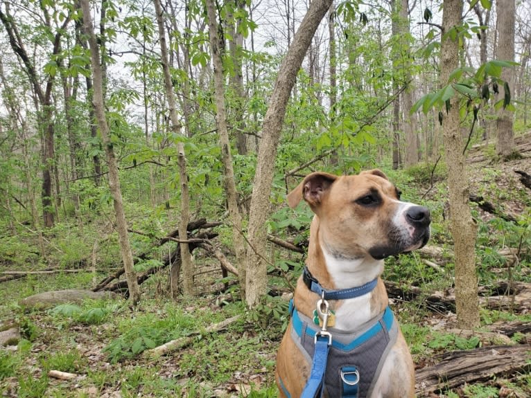 Coffee, an American Pit Bull Terrier and Boxer mix tested with EmbarkVet.com