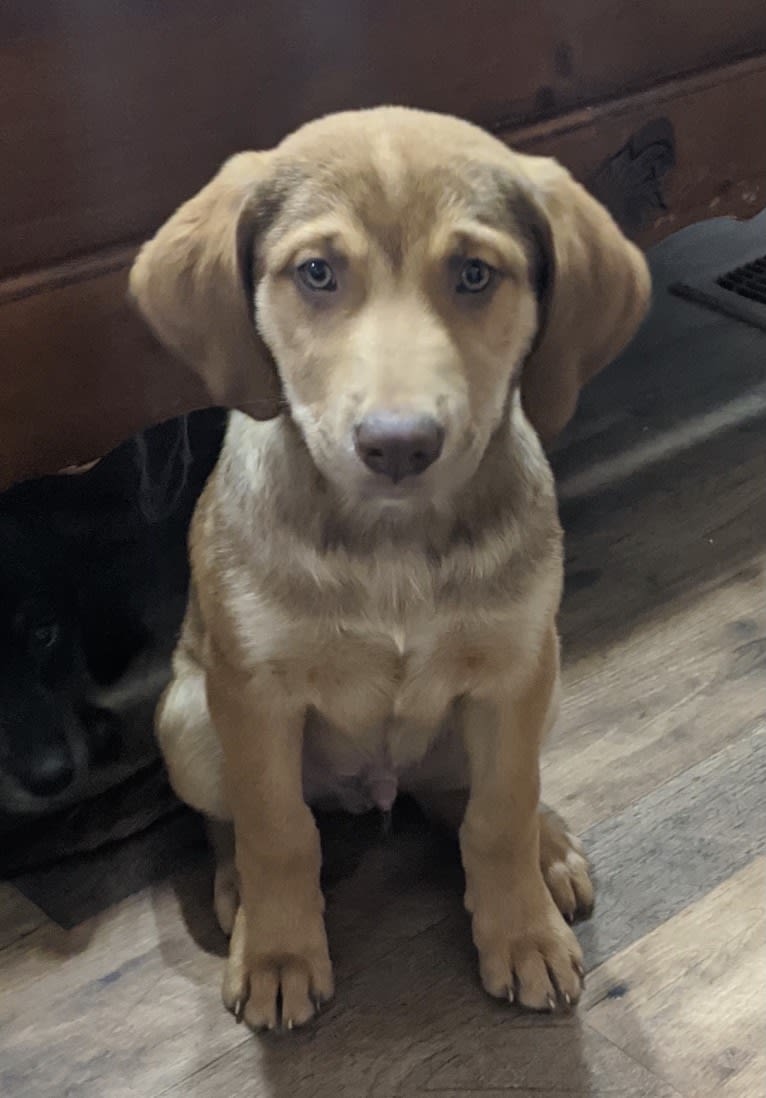 Oakley, an American Pit Bull Terrier and Chesapeake Bay Retriever mix tested with EmbarkVet.com