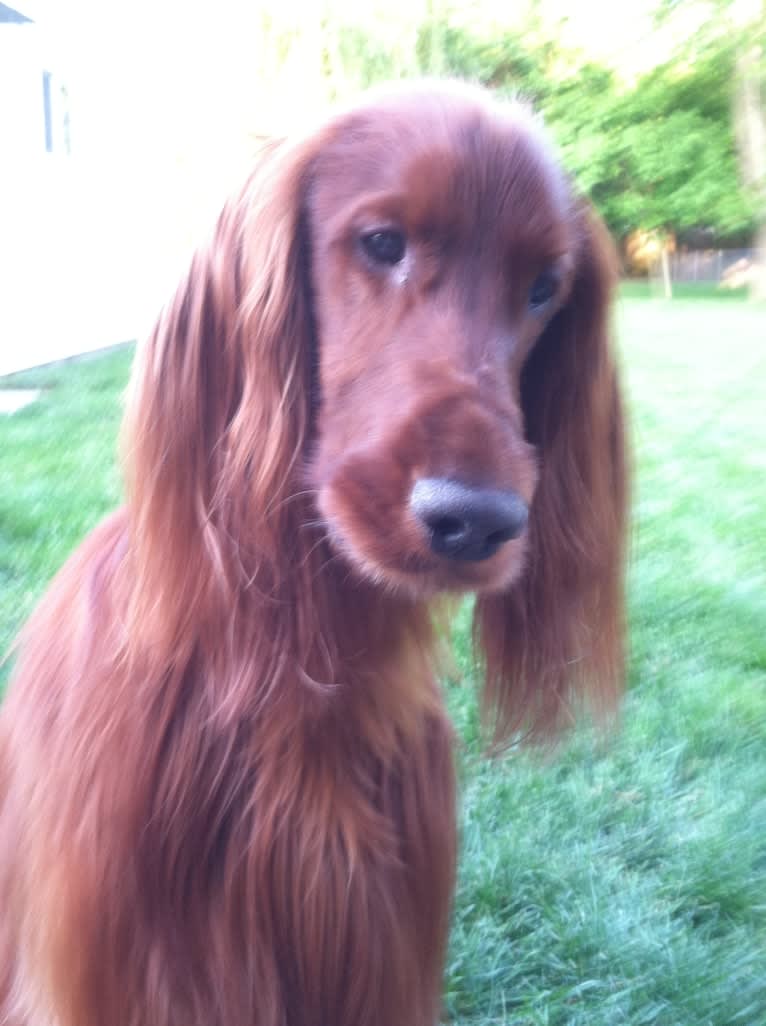 Emmet, an Irish Setter tested with EmbarkVet.com
