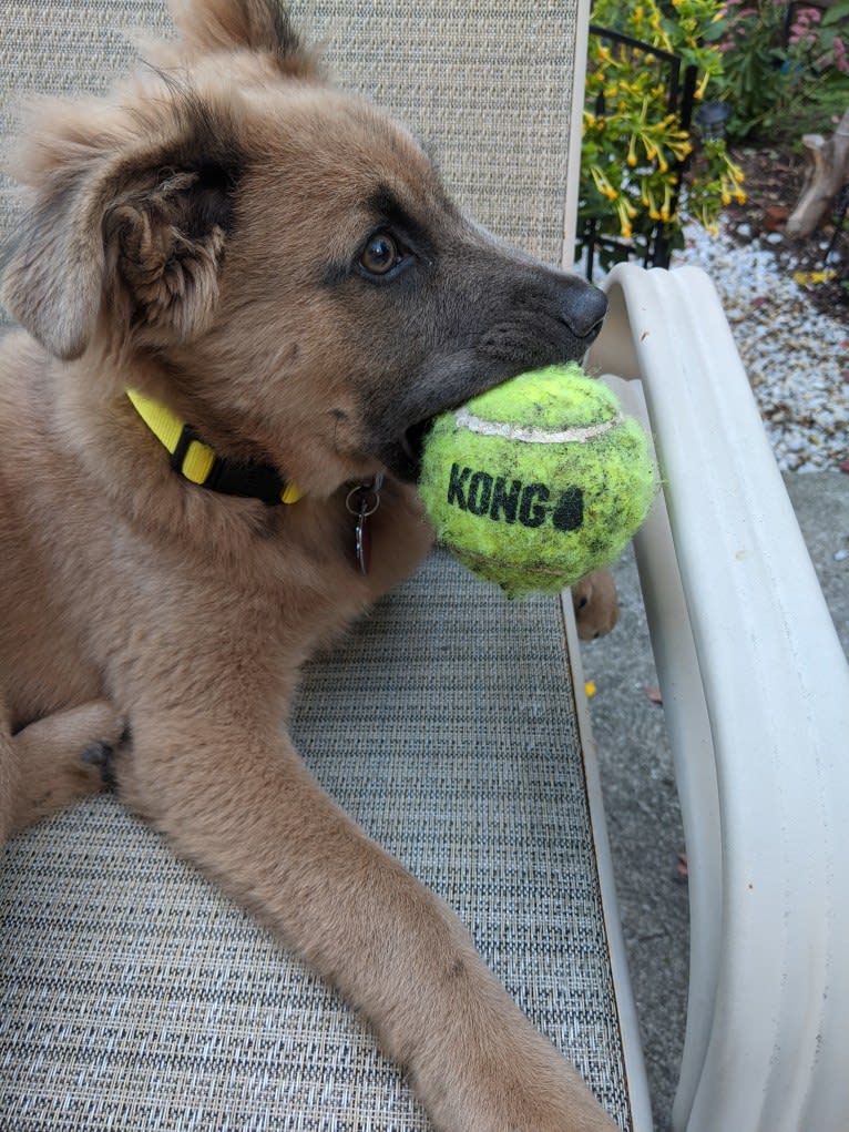 Poco, an American Pit Bull Terrier and Chow Chow mix tested with EmbarkVet.com