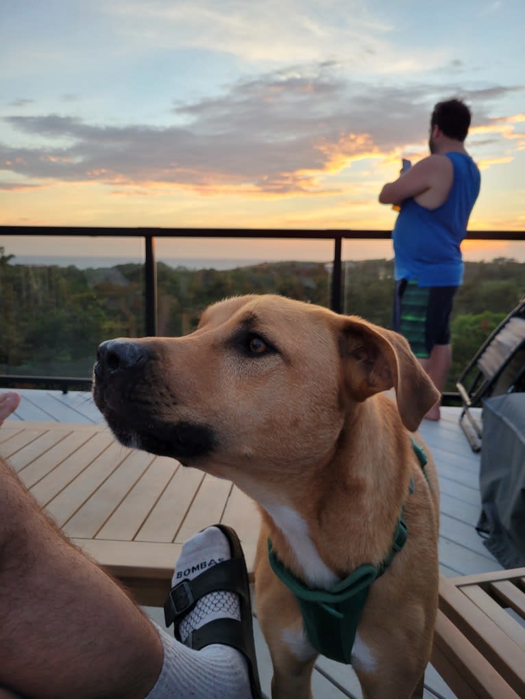 Lou, a Great Pyrenees and American Pit Bull Terrier mix tested with EmbarkVet.com