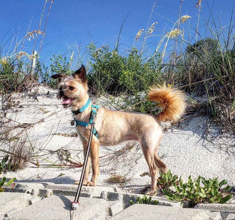 Reese, a Brussels Griffon and Poodle (Small) mix tested with EmbarkVet.com