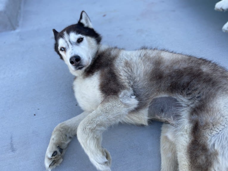 Loki, a Siberian Husky tested with EmbarkVet.com