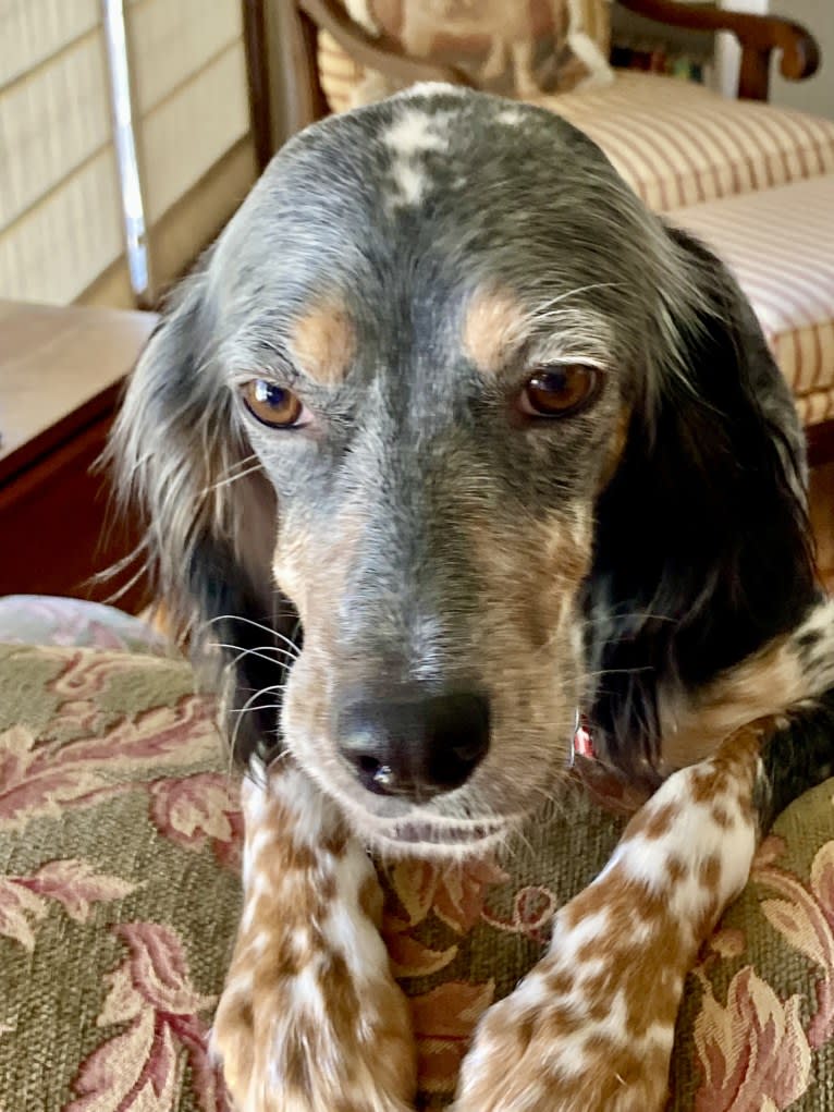 Libby, an English Setter tested with EmbarkVet.com