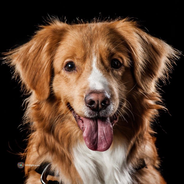 Toby, a Nova Scotia Duck Tolling Retriever tested with EmbarkVet.com