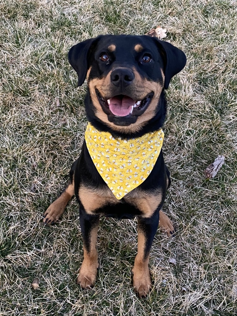 Lucy, a Rottweiler and Labrador Retriever mix tested with EmbarkVet.com