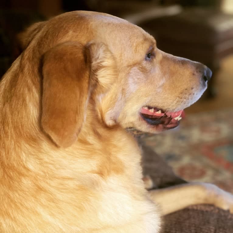 Colby, a Golden Retriever and Shetland Sheepdog mix tested with EmbarkVet.com