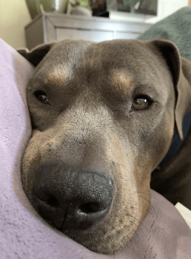 Smokey, an American Bully tested with EmbarkVet.com