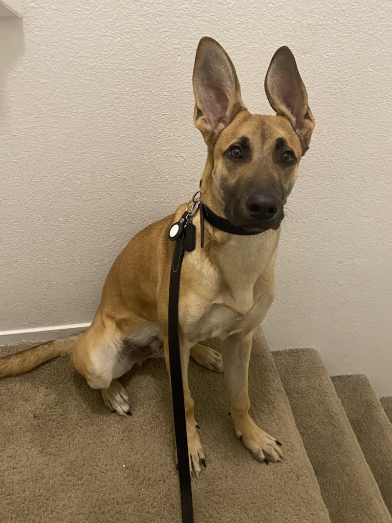 Khal, a German Shepherd Dog and Great Dane mix tested with EmbarkVet.com