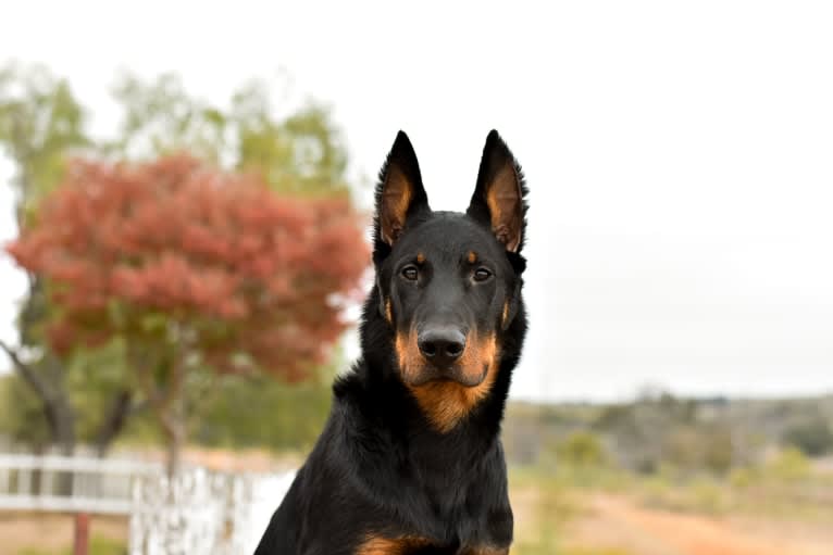 Svajone’s River Deep and Mountain High, a Beauceron tested with EmbarkVet.com