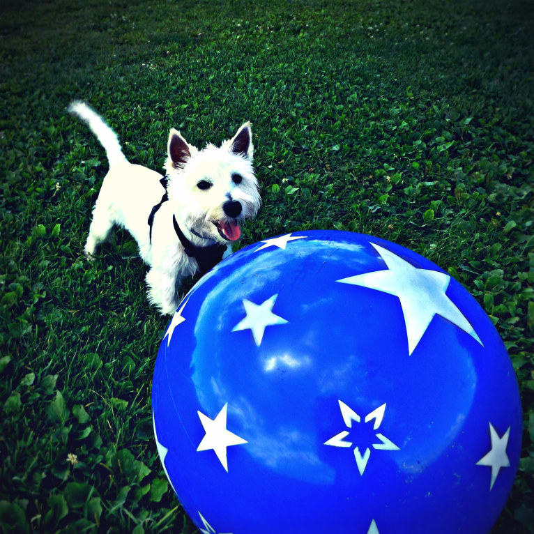 Alfie Ruona, a West Highland White Terrier and Bichon Frise mix tested with EmbarkVet.com