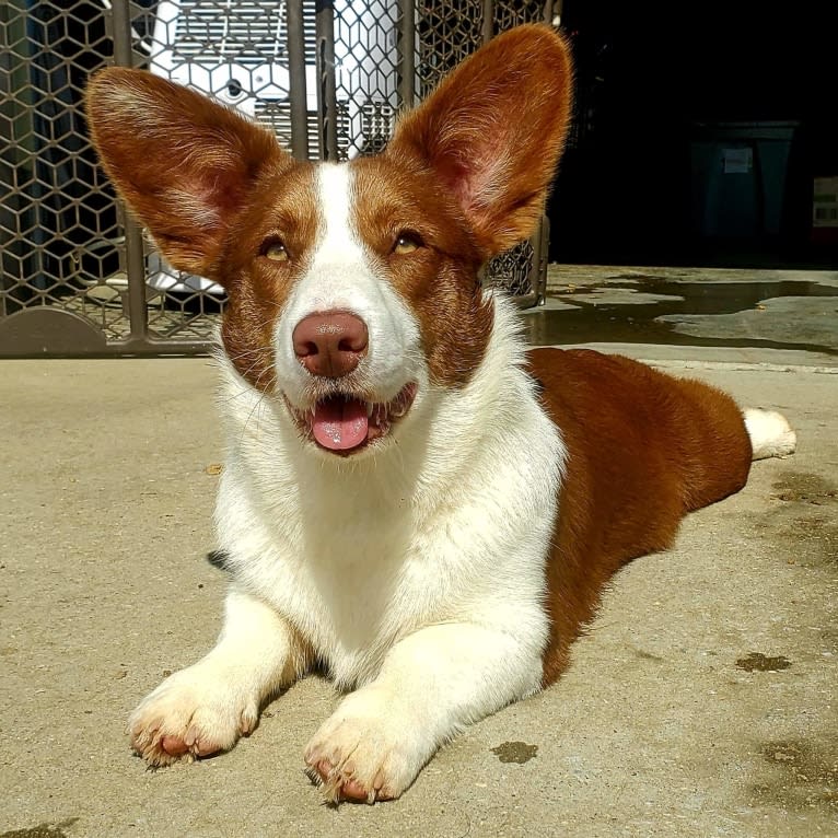 Latte, a Cardigan Welsh Corgi tested with EmbarkVet.com