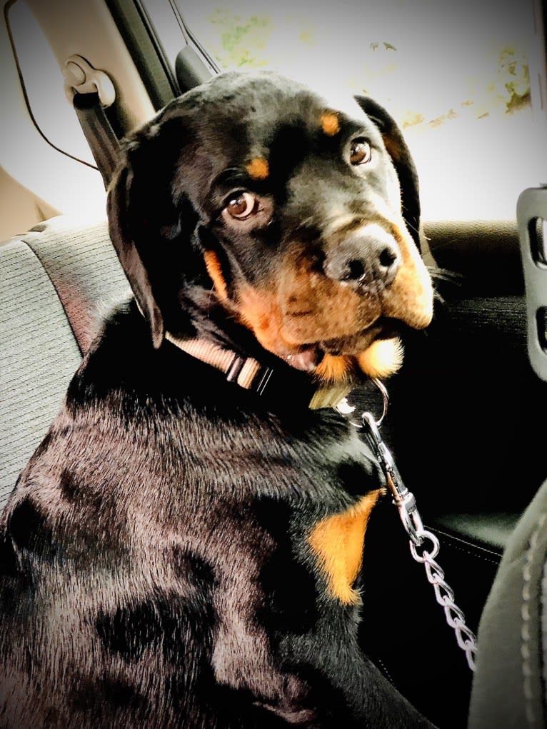 Chompy, a Rottweiler tested with EmbarkVet.com