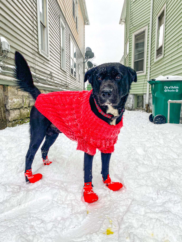 Kodak, an Australian Cattle Dog and Chow Chow mix tested with EmbarkVet.com
