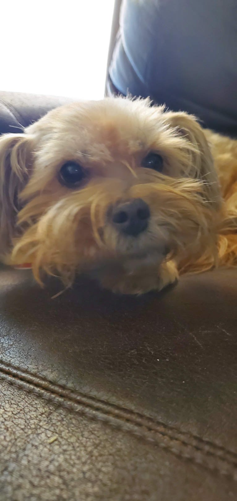 Roscoe, a Rat Terrier and Lhasa Apso mix tested with EmbarkVet.com