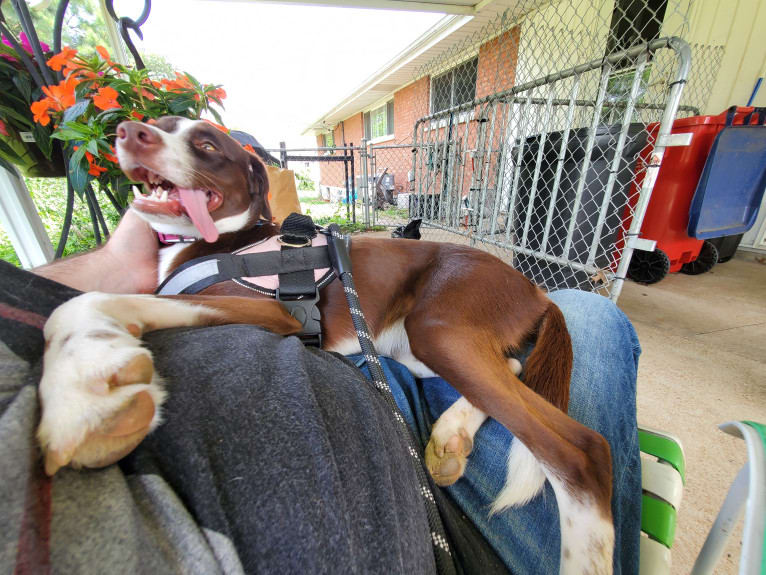 Hershey, a Chihuahua and Boxer mix tested with EmbarkVet.com