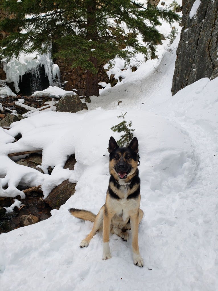 Percy, a German Shepherd Dog and Siberian Husky mix tested with EmbarkVet.com