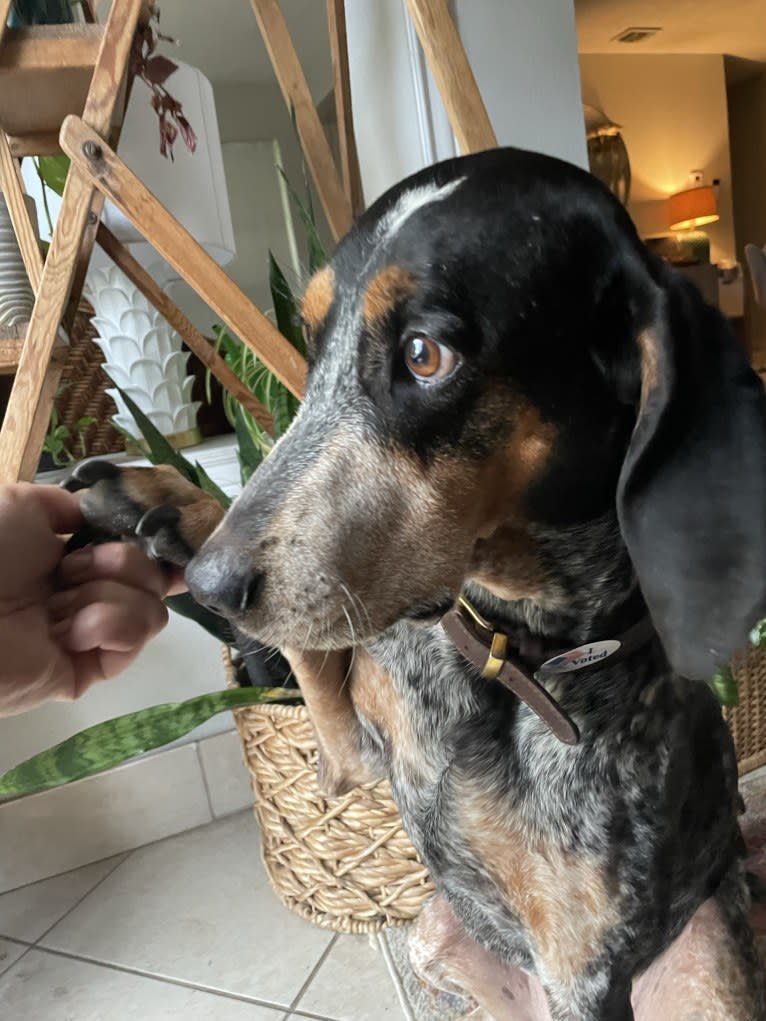 Bluebird, a Bluetick Coonhound tested with EmbarkVet.com