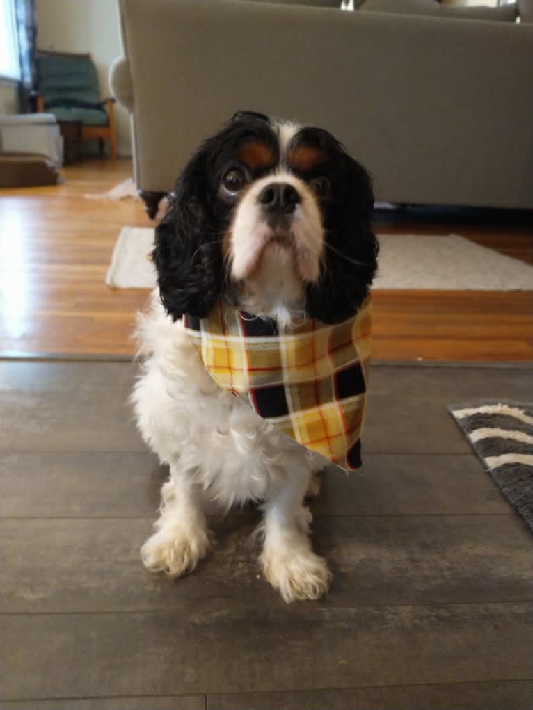 Ranger, a Cavalier King Charles Spaniel and English Toy Spaniel mix tested with EmbarkVet.com