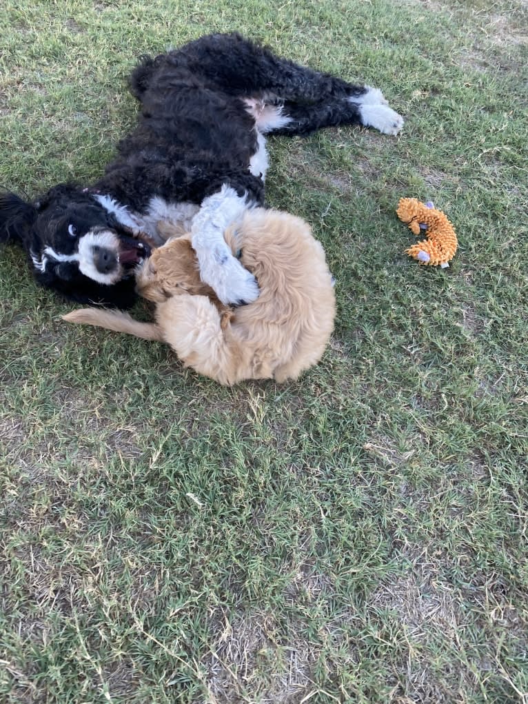 Blossom, a Poodle (Standard) and Golden Retriever mix tested with EmbarkVet.com