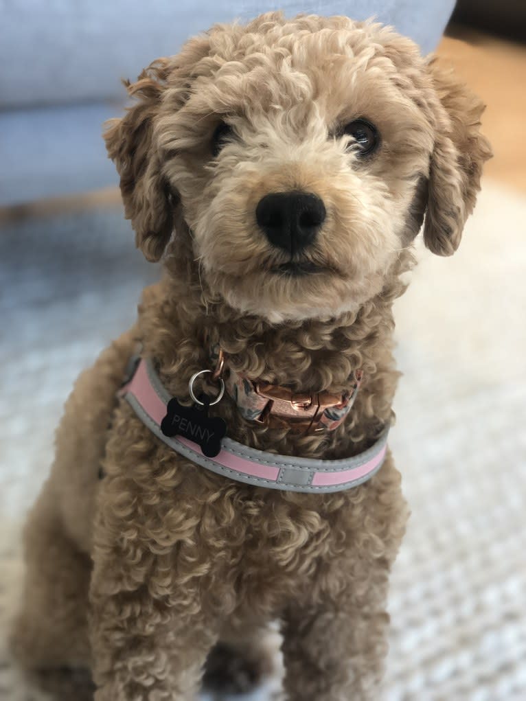 Penny, a Maltipoo tested with EmbarkVet.com