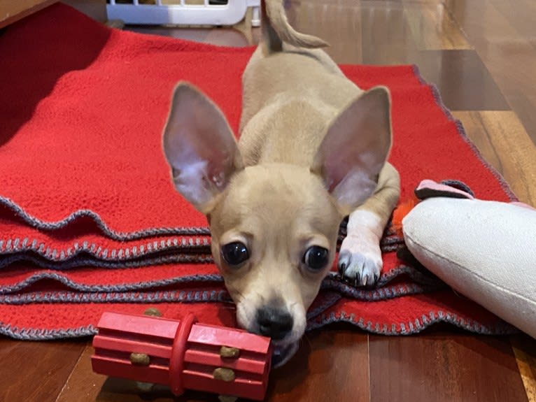 Oliver, a Chihuahua and Poodle (Small) mix tested with EmbarkVet.com