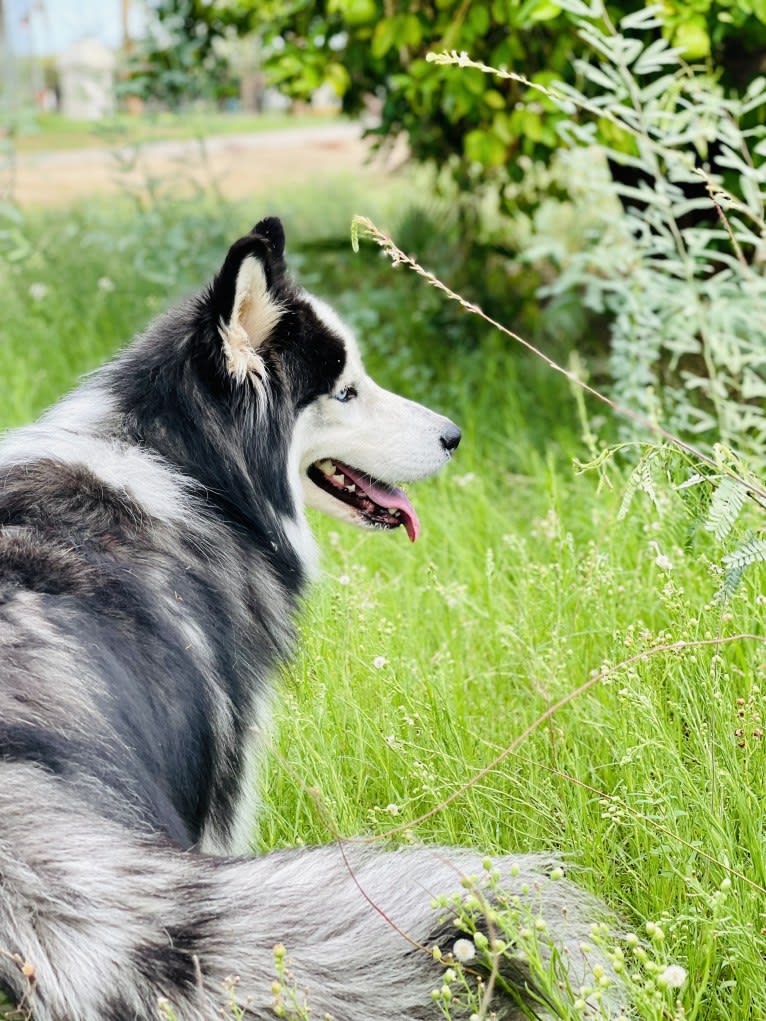 Jack, a Siberian Husky tested with EmbarkVet.com