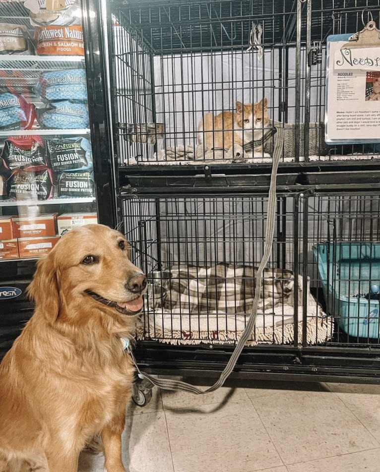 Marley, a Golden Retriever tested with EmbarkVet.com