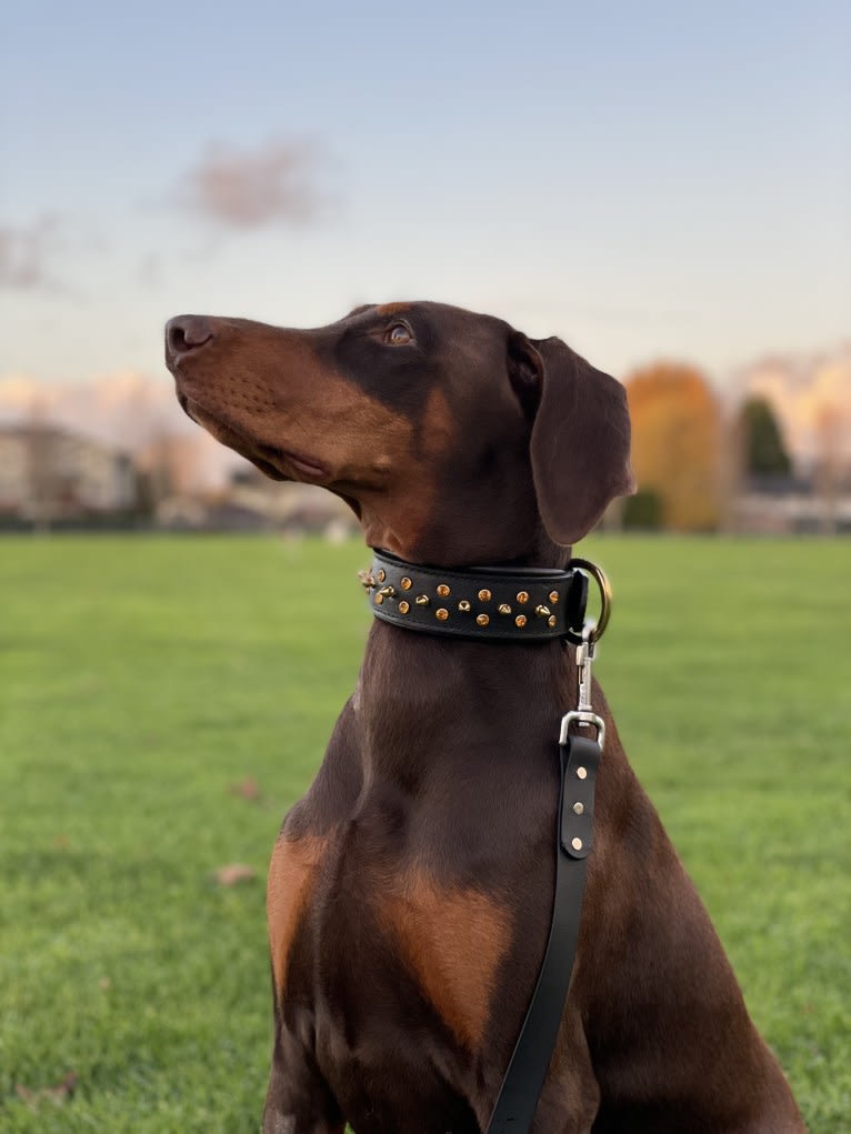 Dashi, a Doberman Pinscher tested with EmbarkVet.com