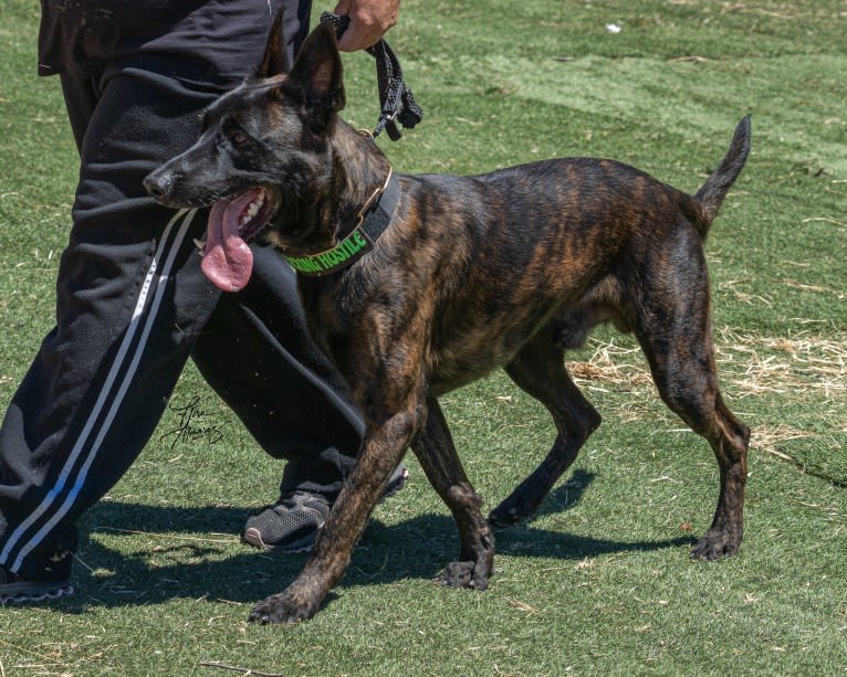 Static, a Dutch Shepherd tested with EmbarkVet.com