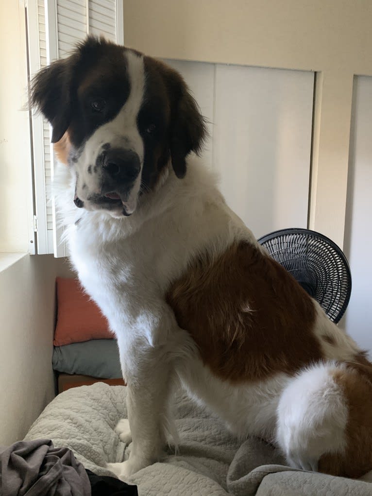 Samson “Sam” Broussard, a Saint Bernard tested with EmbarkVet.com