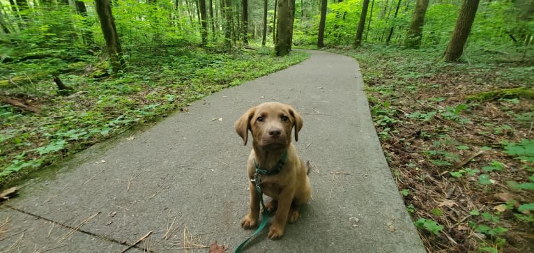 Frankie, an Australian Cattle Dog and Labrador Retriever mix tested with EmbarkVet.com