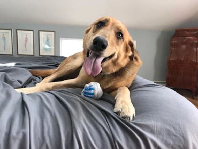 Bayley, a German Shepherd Dog and Golden Retriever mix tested with EmbarkVet.com