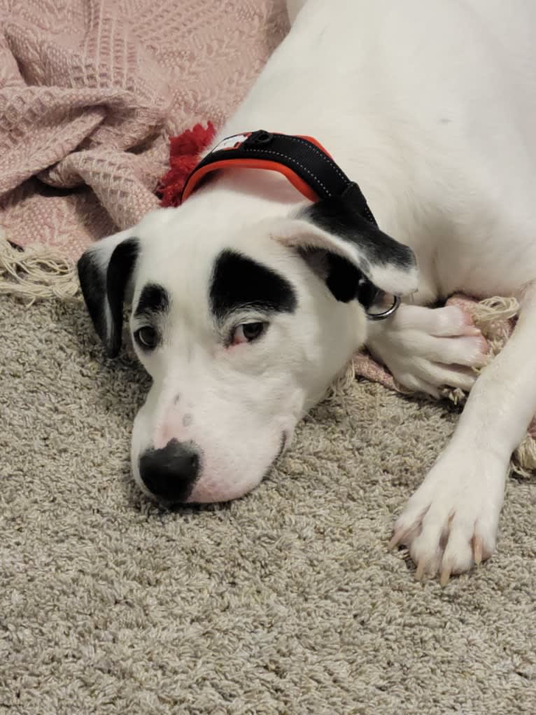 Buster, an American Bully and American Pit Bull Terrier mix tested with EmbarkVet.com