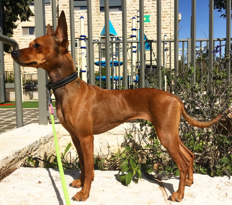 Phoebe, an European Village Dog and Miniature Pinscher mix tested with EmbarkVet.com