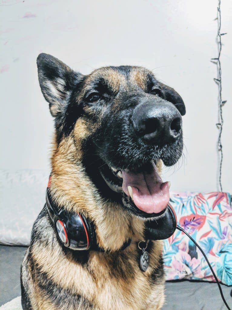 Brutus, a German Shepherd Dog and Samoyed mix tested with EmbarkVet.com