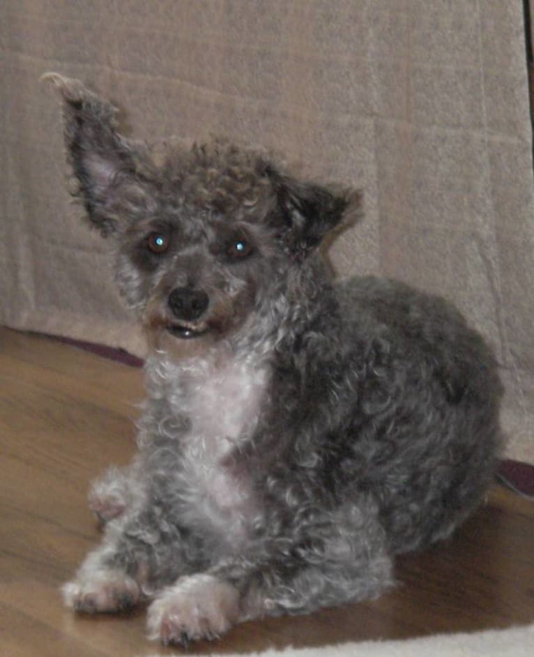 Annie, a Poodle (Small) and Chihuahua mix tested with EmbarkVet.com