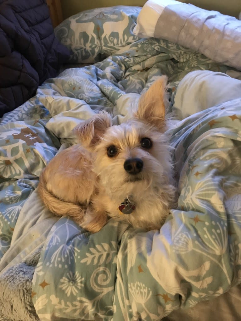 Tater Tot, a Maltese and Miniature Pinscher mix tested with EmbarkVet.com