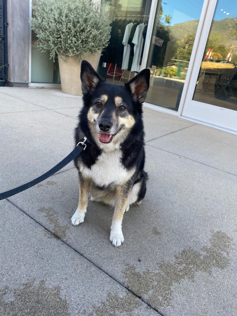 Zuma, a Miniature/MAS-type Australian Shepherd and Siberian Husky mix tested with EmbarkVet.com