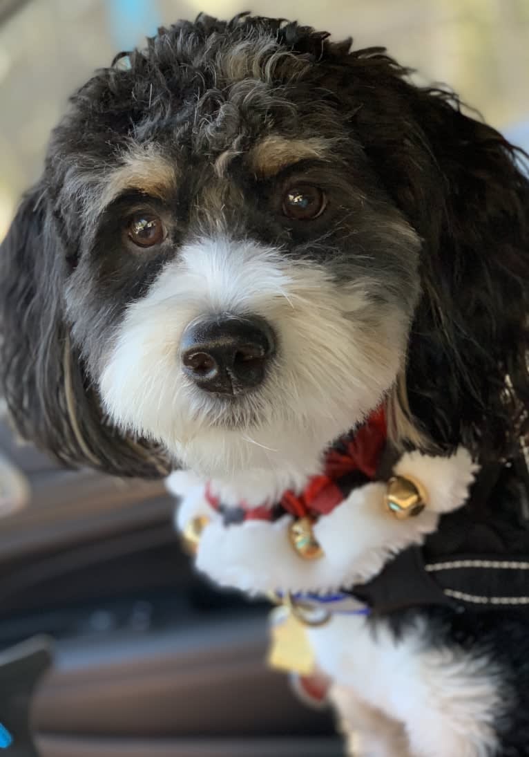 Drake, a Bernese Mountain Dog and Poodle (Small) mix tested with EmbarkVet.com