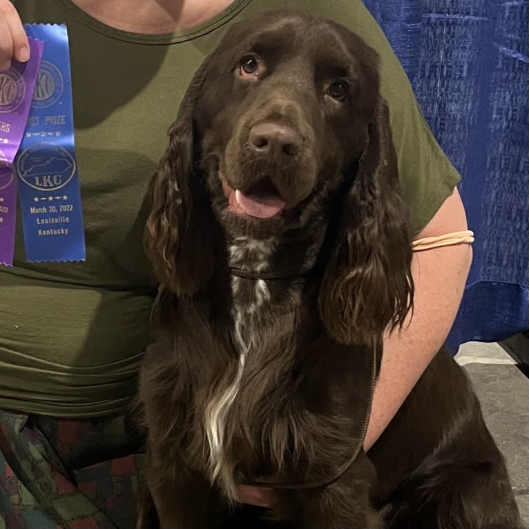 Fig, a Field Spaniel tested with EmbarkVet.com