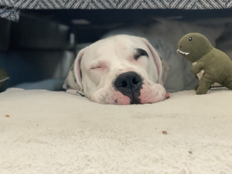 Cassius, a Dogo Argentino tested with EmbarkVet.com