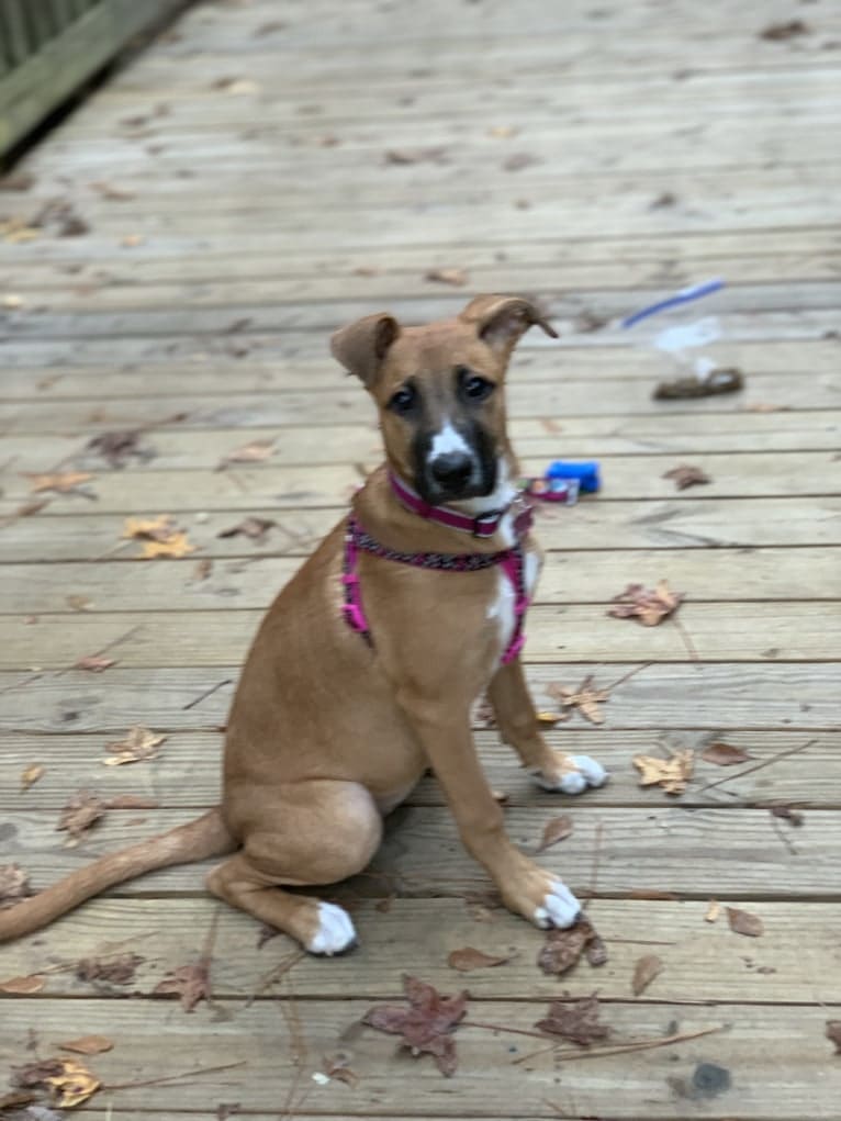 Brownie, an American Pit Bull Terrier and German Shepherd Dog mix tested with EmbarkVet.com