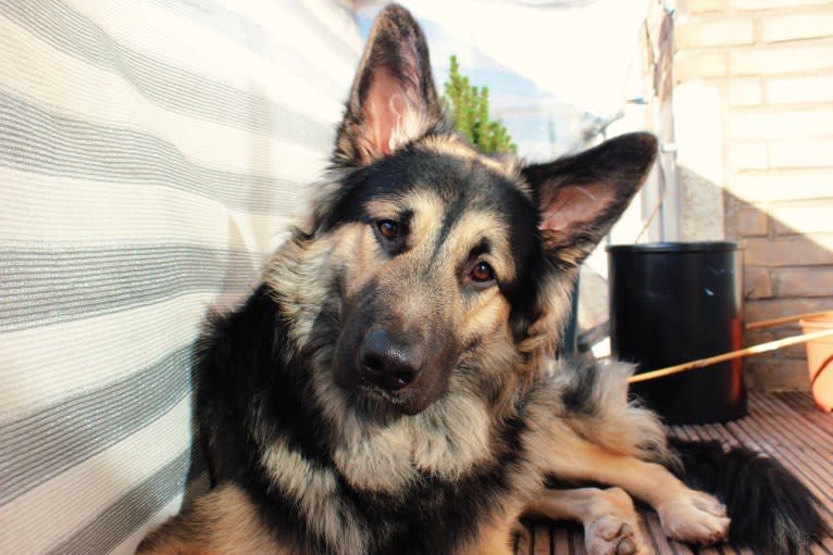 Flóki, an Eastern European Village Dog tested with EmbarkVet.com