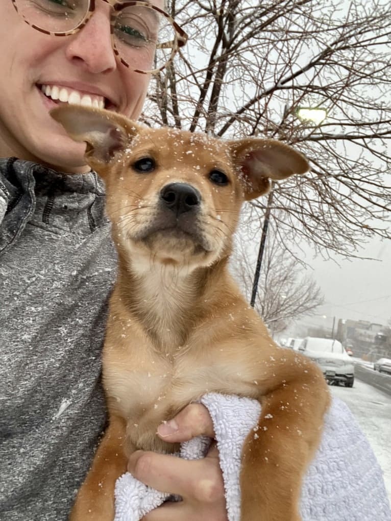 Bodhi, a Miniature/MAS-type Australian Shepherd and Siberian Husky mix tested with EmbarkVet.com