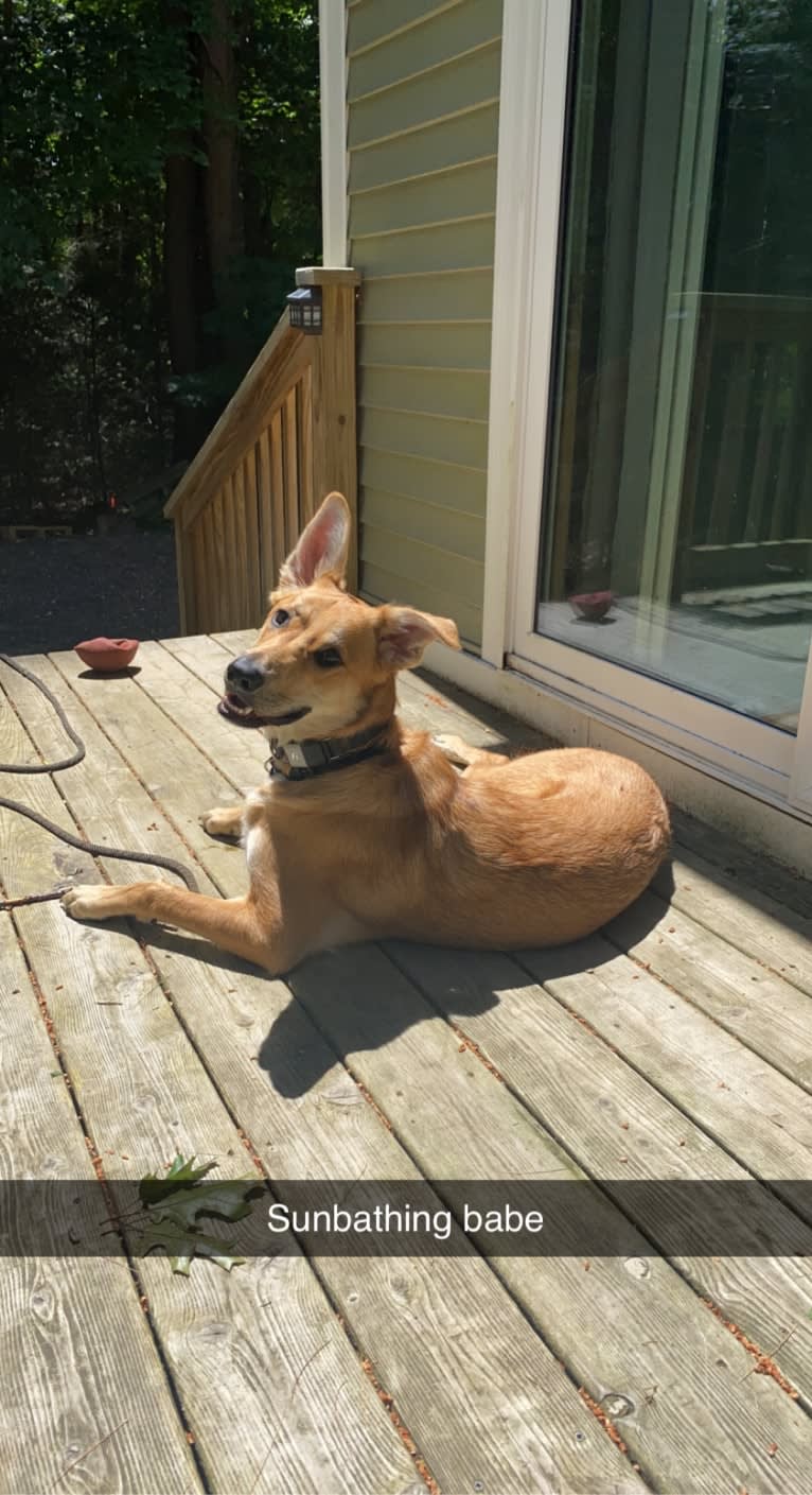 Jasper, a German Shepherd Dog and Australian Shepherd mix tested with EmbarkVet.com