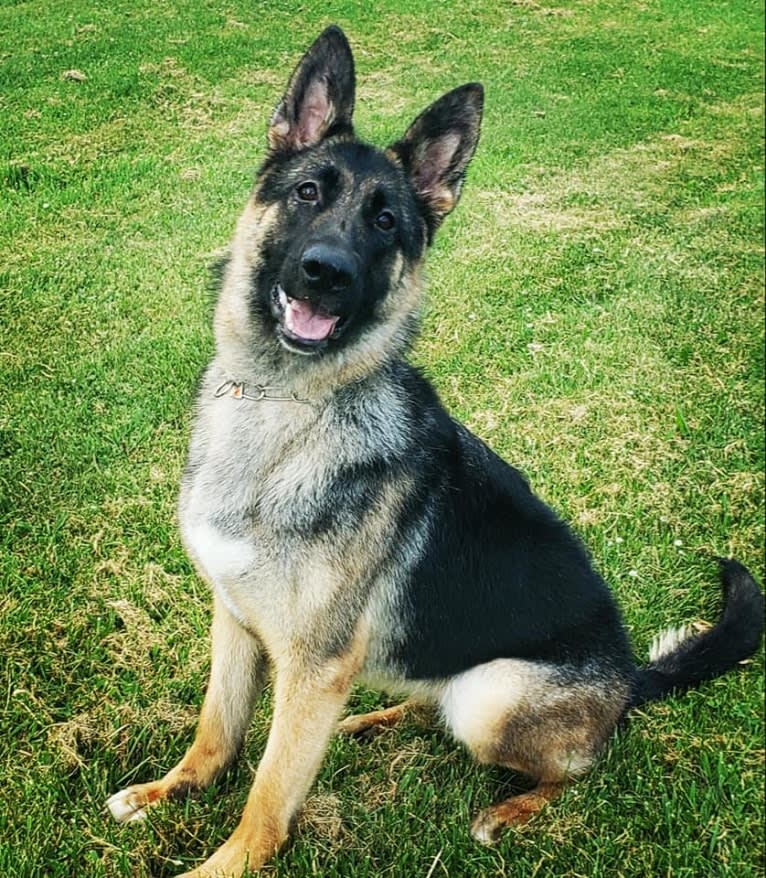 Dare, a German Shepherd Dog tested with EmbarkVet.com